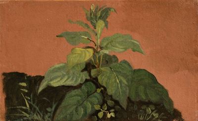 Due Studi di Vegetazione