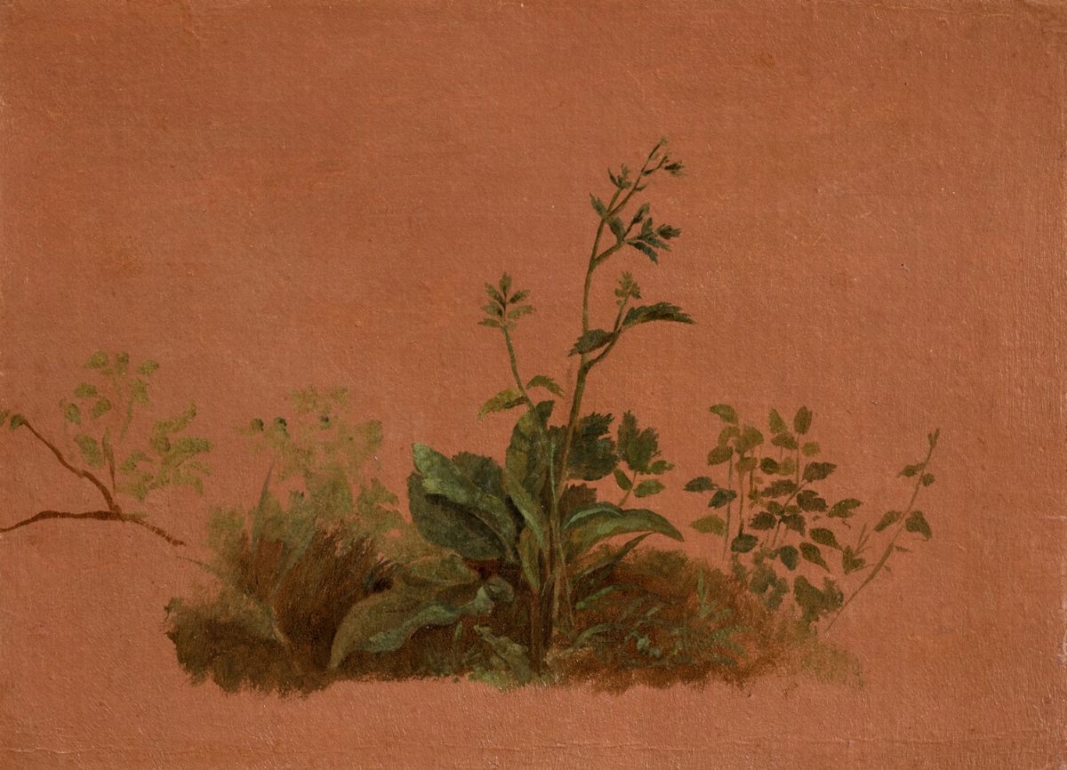 Johann Jakob Frey - Due Studi di Vegetazione