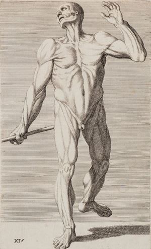 Carlo Cesi o Cesio (Antrodoco, 17 aprile 1622 &ndash; Rieti, 1682) &egrave; stato un pittore e incisore italiano. Nel 1679 fu pubblicata da L. Fabri in diciotto tavole la Cognizione dei muscoli del corpo umano per uso del disegno che, assieme ad un frontespizio, per i Discorsi della Musica (Roma, Gab. naz. delle stampe), &egrave; l'unica serie di incisioni derivata da disegni del Cesi stesso e non da opere altrui. In essa trasfonde tutta la sua capacit&agrave; didattica e la sua passione per l'insegnamento, come ben si legge nella dedica iniziale ai giovani studiosi.  Cognitione de Muscoli del corpo humano