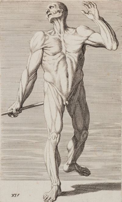 Cognitione De Muscoli del Corpo Humano