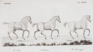 Ippologia ossia trattato universale de' cavalli