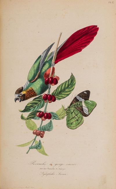 Histoire Naturelle Des Oiseaux Suivant la Classification De Isidore Geoffroy-saint-hilaire