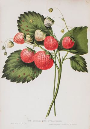 The fruits of America