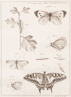 Réaumur, Réné-Antoine Ferchault de - Memoires pour servir a l&#39;histoire des insectes ... Tome premier ... Sixieme