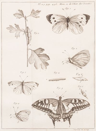 Memoires Pour Servir a L'histoire Des Insectes ... Tome Premier ... Sixieme