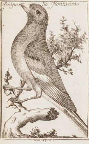 Prima edizione rara con le belle tavole incise da Cristoforo Dall'Acqua, di questa importante opera dedicata alla caccia degli uccelli con le reti. Ceresoli, 436; Souhart, 286; Ghidini, 642; Yale Ornithological Books, 230. La cacciagione de' volatili, osia l'arte di pigliare uccelli in ogni maniera, con i rimedi per guarirli dalle loro Malattie