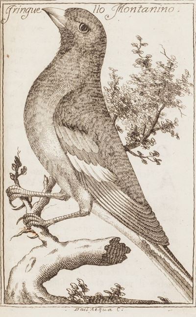 La Cacciagione De' Volatili, Osia L'arte di Pigliare Uccelli in Ogni Maniera, con i Rimedi per Gu...