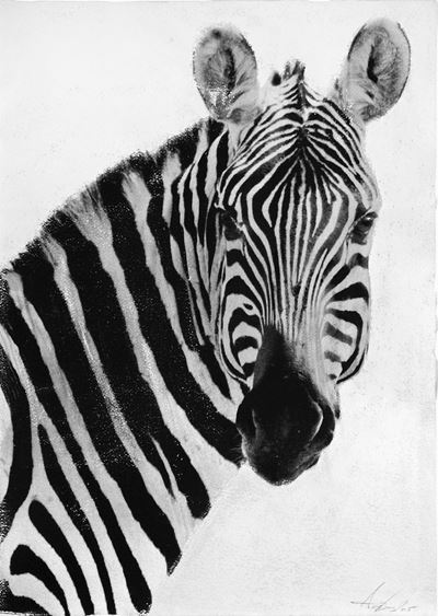 Zebra (2015), stampa ai sali d'argento su carta cotone