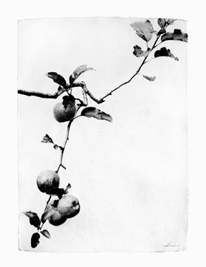 Melo, 2016

Stampa alla gelatina ai sali