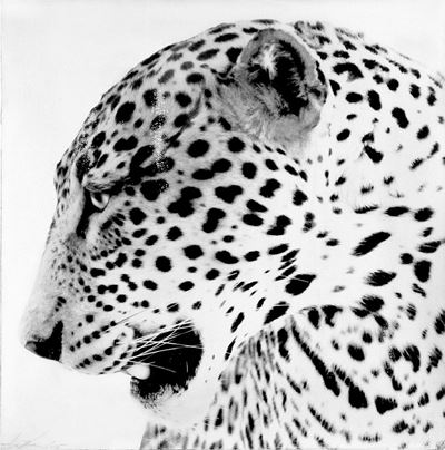 Leopardo, 2015 - Stampa ai sali d'argento su carta cotone