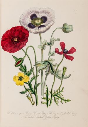 British Wild Flowers