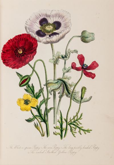 Loudon, British Wild Flowers - 60 tavole litografiche acquerellate a mano, 1849