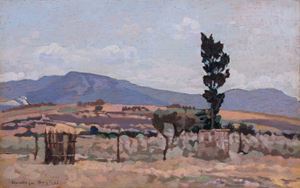 "The Pezzolino cypress, S. Vincenzo. Maremma"