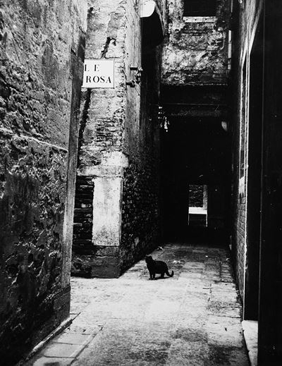 Gatto al Calle de la Rosa, 1951 - Stampa successiva alla gelatina ai sali d'argento
