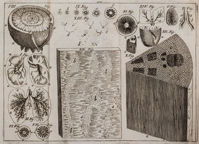 Matteo Tondi, Anatomia e anima delle piante, II edizione