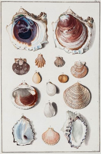 Testacea Musei Caesarei Vindobonensis che Jussu Mariae Theresiae Augustae, 1780