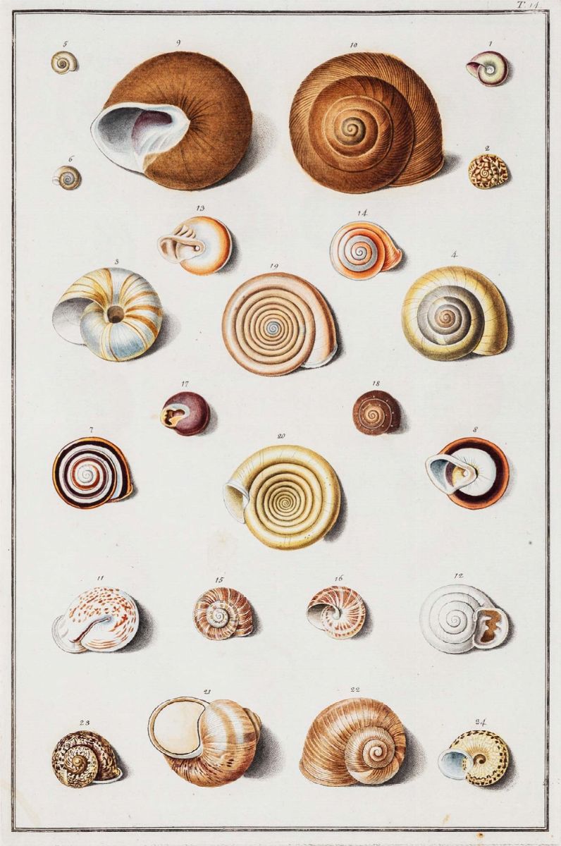 Ignaz Edler Von Born - Testacea Musei Caesarei Vindobonensis che Jussu Mariae Theresiae Augustae,...