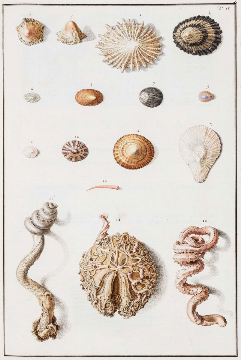 Ignaz Edler Von Born - Testacea Musei Caesarei Vindobonensis che Jussu Mariae Theresiae Augustae,...