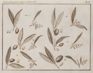 Trattato Teorico-Pratico Completo sull'Ulivo