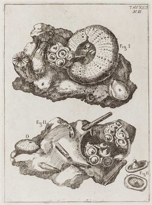 De corporibus marinis lapidescentibus quae de fossa reperiuntur