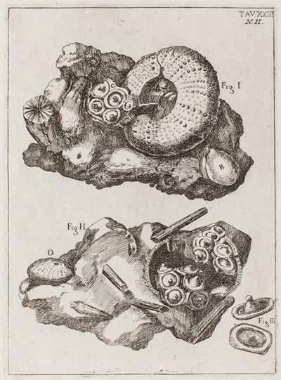 De corporibus marinis lapidescentibus quae de fossa reperiuntur, 1759