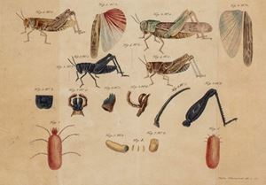 Luigi Metaxa, Sebastiano Rolli - Natural observations around the noxious grasshoppers of the Roman countryside