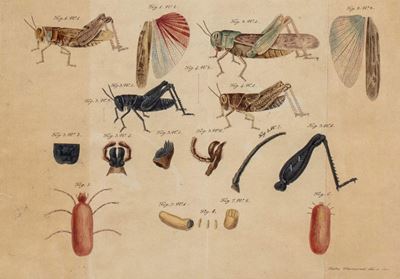 Osservazioni naturali intorno alle cavallette nocive della campagna romana, 1825