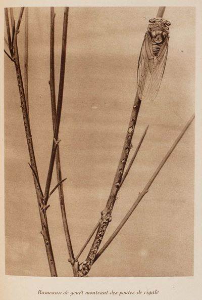 Souvenirs entomologiques, études sur l'instinct et les mœurs des insectes, edizione limitata