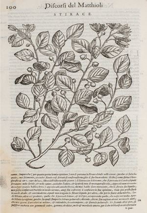 I discorsi [...] ne i sei libri di Pedacio Dioscoride Anazarbeo Della materia medicinale