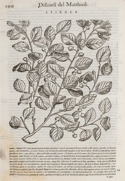 I discorsi ne i sei libri di Pedacio Dioscoride Anazarbeo Della materia medicinale, 1585