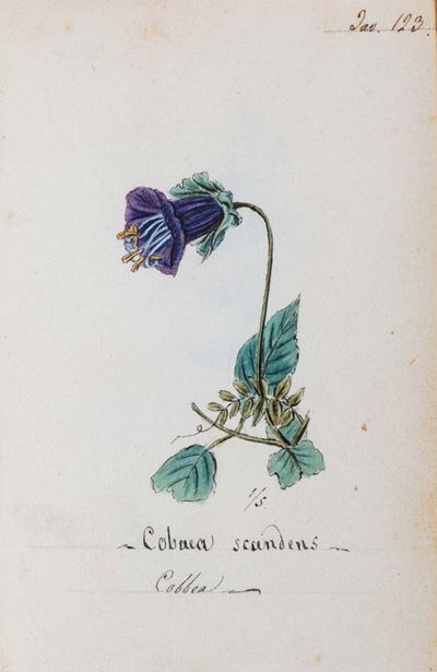 Atlante di Botanica