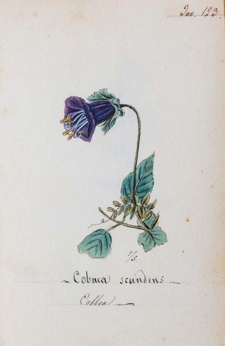 Atlante di Botanica 1860, Libri, Autografi e Stampe