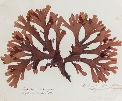 Algarium. Alghe Raccolte da G. Chierchia.