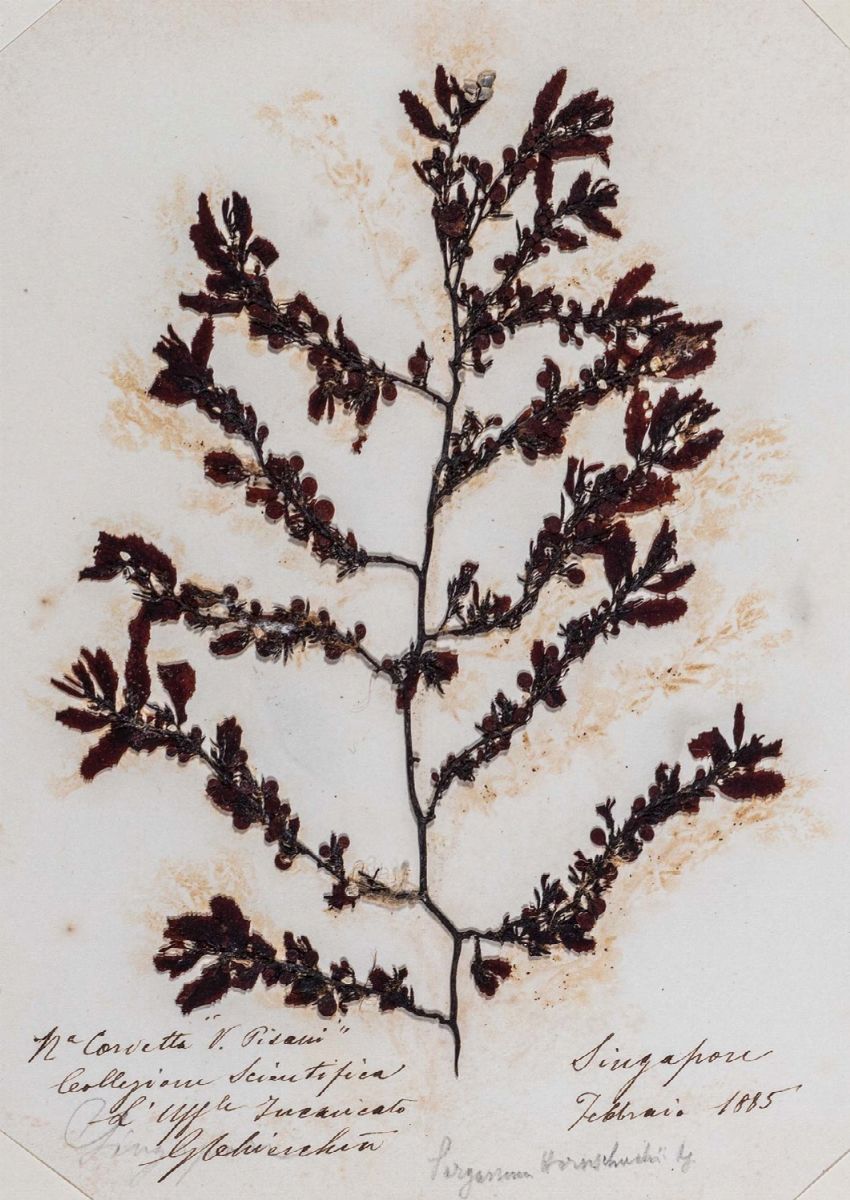 Algarium. Alghe Raccolte da G. Chierchia.