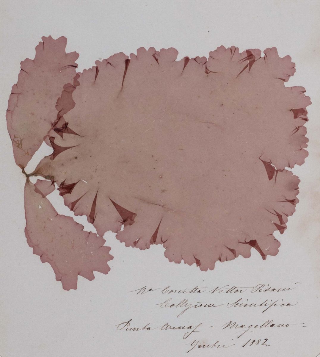 Algarium. Alghe Raccolte da G. Chierchia.