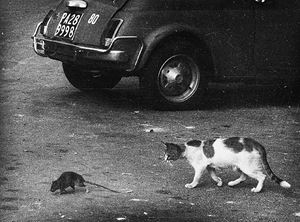 Palermo che ne faccio, anni 1980
Stampa 