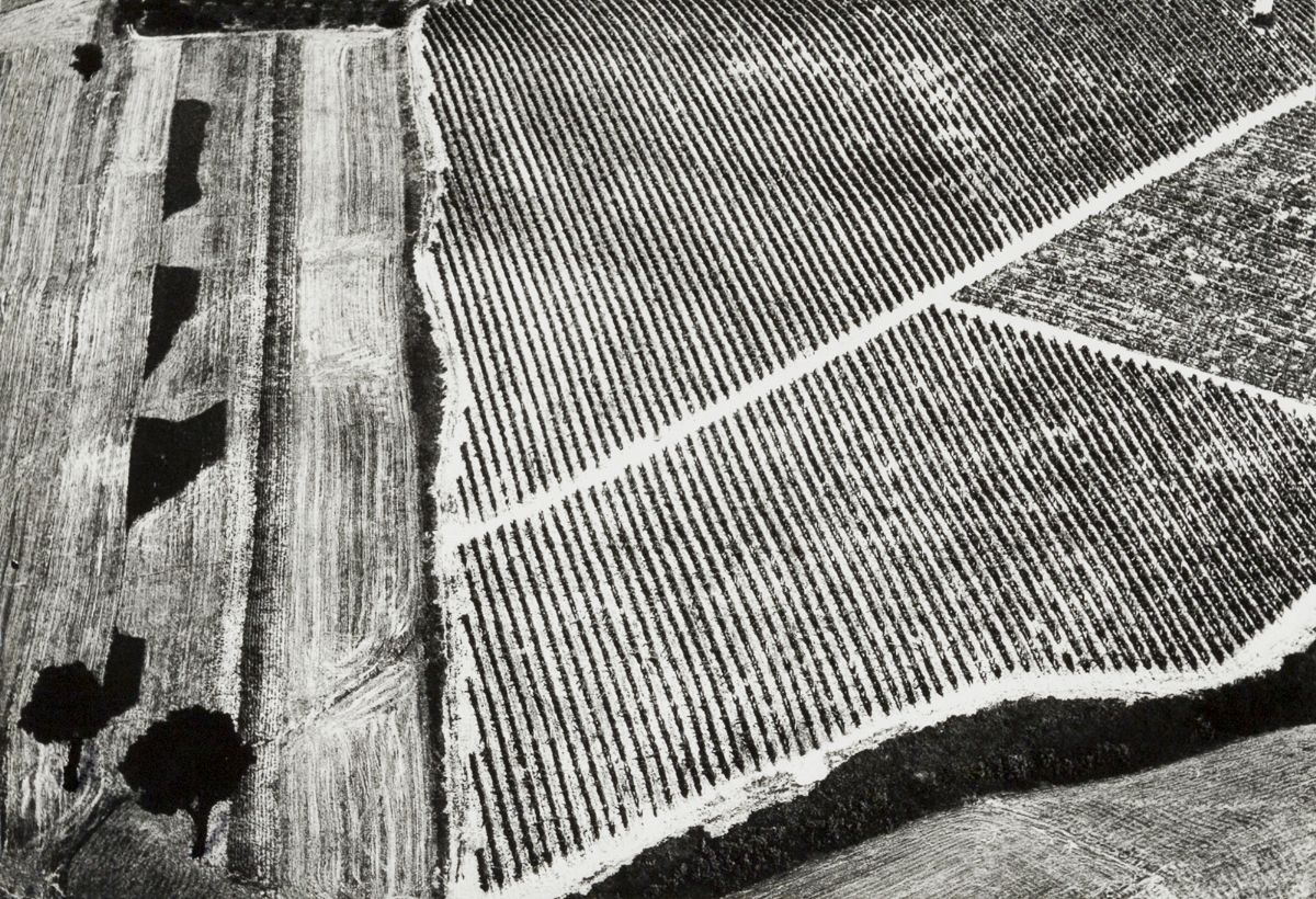 Mario Giacomelli - Presa di coscienza sulla natura - Stampa in bianconero ai sali d'argento