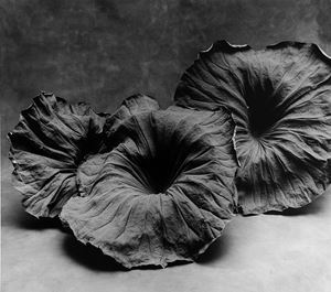 Three lotus, 2010
Stampa alla gelatina a