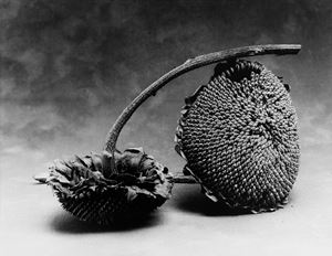 Resting sunflowers, 2011
Stampa alla gel