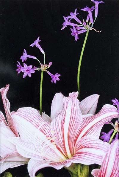 Senza Titolo (dalla Serie Flowers), Anni