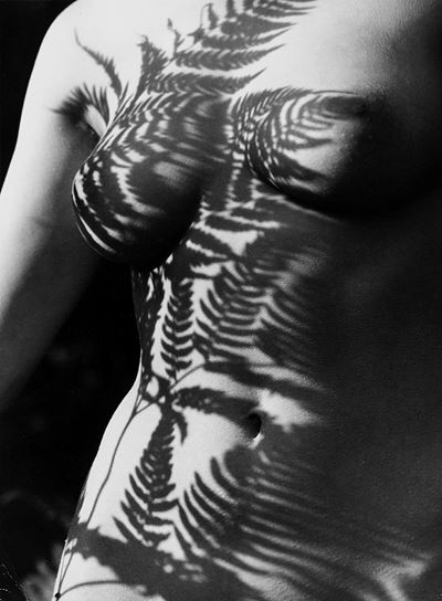 Fern Shadow, Anni 1980 Stampa Vintage al
