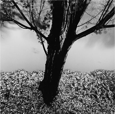 River Willow, Study 2, Strasbourg, Francia