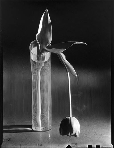 Melancholic Tulip, 1939 Stampa Successiv