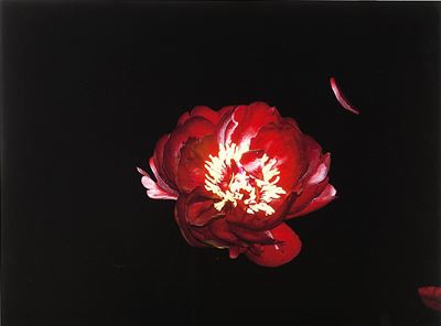L'ebrezza del Rosso, 2018 Stampa Inkjet