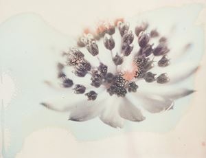 Polafiore, 2007
Stampa gicl&#233;e su carta c