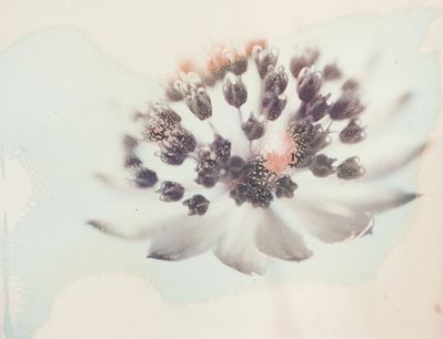 Polafiore, 2007 Stampa Giclée su Carta C