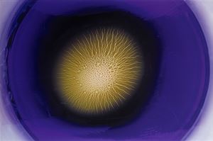 Mandala, 2018
Stampa Lambda su dibond
cm