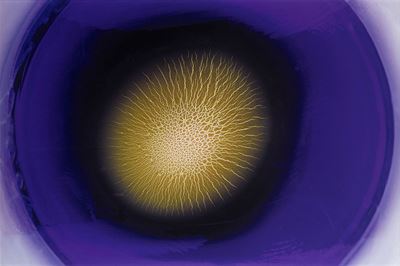 Mandala, 2018 Stampa Lambda su Dibond CM