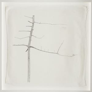 La danseuse, dalla serie &quot;Alberi, nature