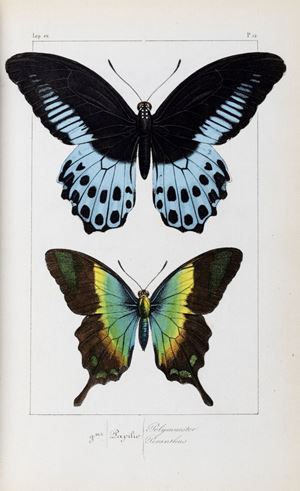 Histoire Naturelle des Lepidopteres Exotiques